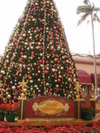 X'mas tree @ Gold coast