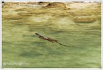 有條小鱷魚 @_@