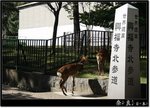 Nara_06