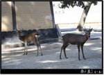 Nara_07