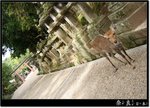 Nara_13