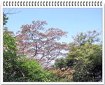 Ngong Ping_17
