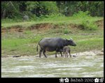 巧遇水牛~