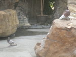 bird of peace