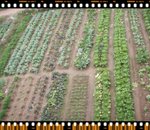 Organic Vegetable wo...Fresh =P