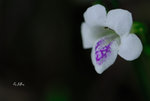 小花寬葉馬偕花Asystasia gangetica 爵床科