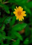三裂葉蟛蜞菊 Wedelia trilobata (菊科)