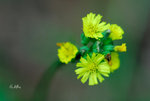 黃鵪菜 Youngia japonica   菊科