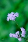 勝紅薊 or  假臭草 菊科