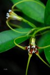 羊角拗Strophanthus divaricatus 夾竹桃科