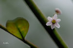 毛冬青Ilex pubescens 冬青科