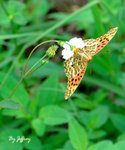 斐豹蛺蝶 (male)