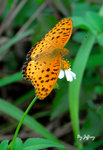 斐豹蛺蝶 (male)