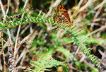 斐豹蛺蝶 (male)