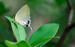 綠灰蝶