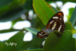 相思帶蛺蝶 male