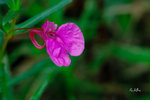 華鳳仙Impatiens chinensis 鳳仙花科
