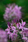 醉蝶花 Cleome spinosa 白花菜科