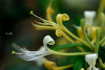 華南忍冬，山銀花Lonicera confusa 忍冬科