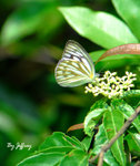 黑脈園粉蝶