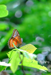 紅鋸蛺蝶 (male)
