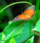 紅鋸蛺蝶 (male)