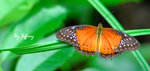 紅鋸蛺蝶 (male)