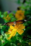 白帶鋸蛺蝶 (male)