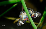 白帶鋸蛺蝶 (female)