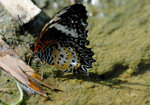 白帶鋸蛺蝶 (female)