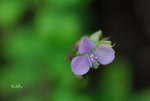 牛軛草 Murdannia loriformis 鴨跖草科