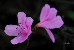 華麗杜鵑Rhododendron farrerae 杜鵑花科