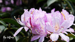 羊角杜鵑Rhododendron moulmainense 杜鵑花科