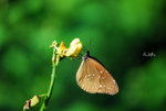 幻紫斑蝶 Euploea core