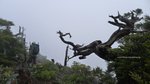 玉山圓柏