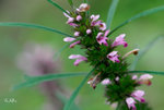 益母草，紅花艾Leonurus japonicus 唇形科