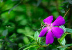 巴西野牡丹Tibouchina semidecandra 野牡丹科