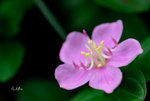 地稔Melastoma dodecandrum 野牡丹科