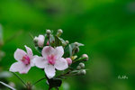 山棯 2 Rhodomyrtus tomentosa 桃金娘科