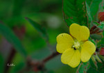 毛草龍Ludwigia octovalvis 柳葉菜科