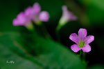 紅花酢漿草Oxalis corymbosa 酢漿草科
