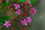 土人參 Talinum paniculatum 馬齒莧科