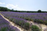DSC_0566_1024