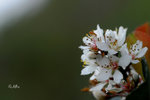 石斑木，車輪梅，春花Rhaphiolepis indica 薔薇科