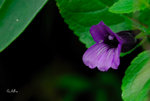 毛麝香Adenosma glutinosum 玄參科