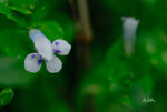 圓葉母草，迷你虎耳Lindernia rotundifolia 玄參科