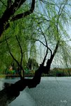 DSC_0028a