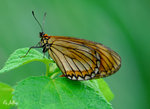 苧麻珍蝶 Acraea issoria