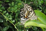 IMG_1040