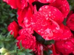 IMG_1066